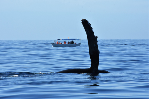Cabo: Whale-Whatching Boat Trip w/ All-Women Crew and Photos