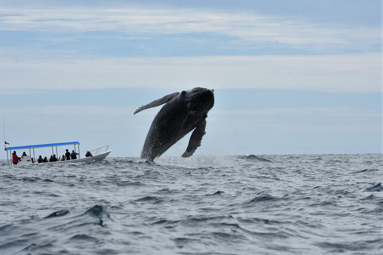 Cabo: Whale-Whatching Boat Trip w/ All-Women Crew and Photos