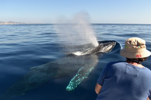 Cabo: promenade en bateau d'observation des baleines de 2 heures avec images gratuites