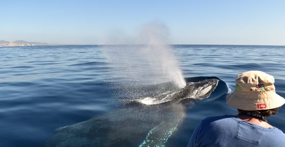 Cabo: Whale-Whatching Boat Trip w/ All-Women Crew and Photos