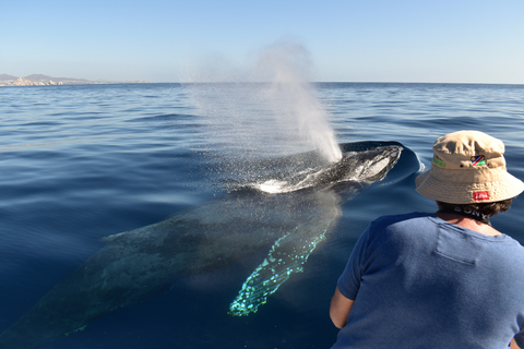 Cabo: Whale-Whatching Boat Trip w/ All-Women Crew and Photos