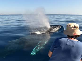 Cabo: 2-Hour Whale Watching Boat Ride with Free Pictures