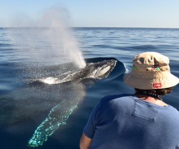 Cabo: promenade en bateau d'observation des baleines de 2 heures avec images gratuites
