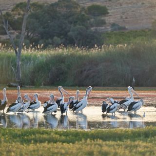 Banrock Station: Guided Wetlands Tour and Wine Tasting