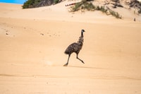 Port Lincoln, Wildlife and Sightseeing Full-Day 4WD Tour - Housity