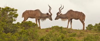 Parque Nacional Addo Elephant, Tour de safari de día completo con almuerzo - Housity