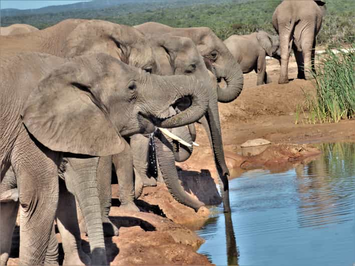 Addo Elephant National Park: Full-Day Safari Tour With Lunch | GetYourGuide