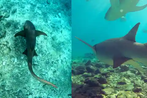 Dhiffushi: Snorkeling with Nurse Sharks