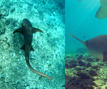 Dhiffushi: Snorkeling with Nurse Sharks