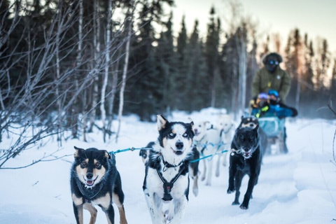 Fairbanks: 1.5-Hour Mush on the Historic Yukon Quest Trail Fairbanks: Interactive Day Mushing Adventure Tour