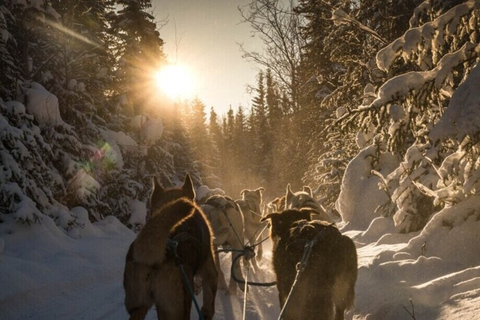 Fairbanks: Mush auf dem historischen Yukon Quest Trail