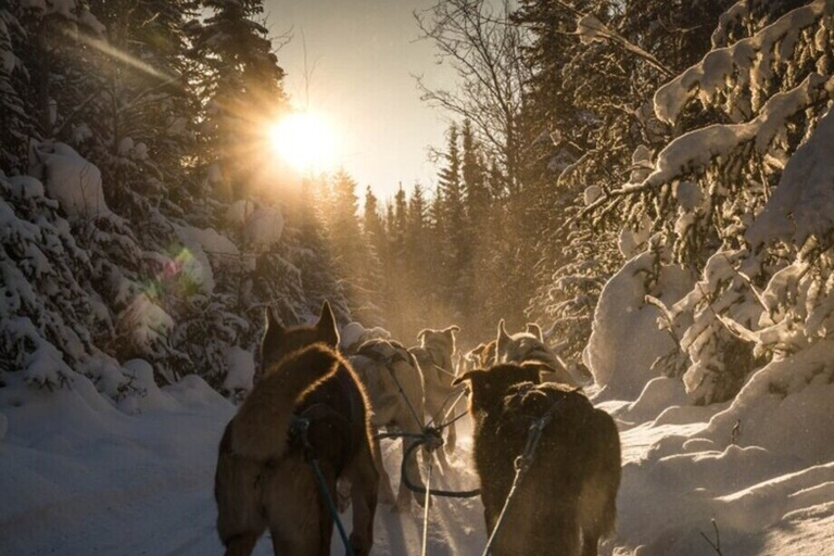 Fairbanks: Mush na historycznym szlaku Yukon Quest Trail