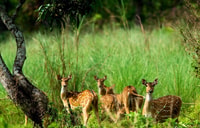 Pokhara, 1 noche de 2 días Chitwan Safari Tour - Housity