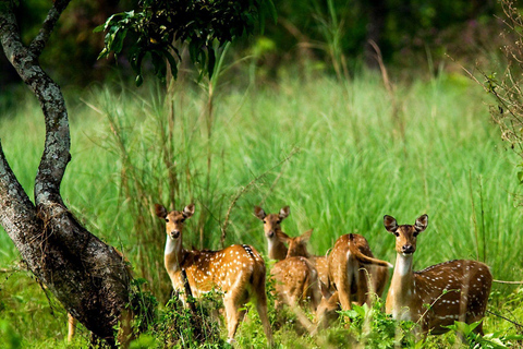 Pokhara: 1 natt 2 dagar Chitwan Safari Tour