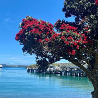Waiheke Island: Wine Tastings and Lunch Scenic Half-Day Tour