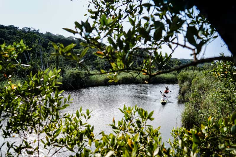 Kosi Bay Kosi Bay Mouth Kayak Tour Getyourguide