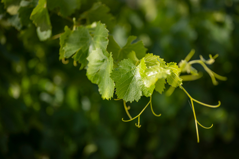 Les Châtaux du Grès de Montpellier und Weinprobe