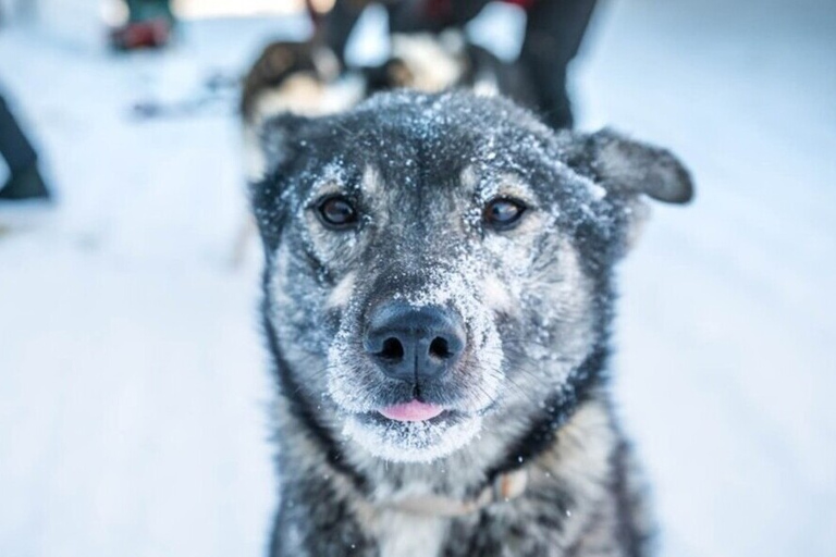 Fairbanks: Mush på den historiska Yukon Quest Trail