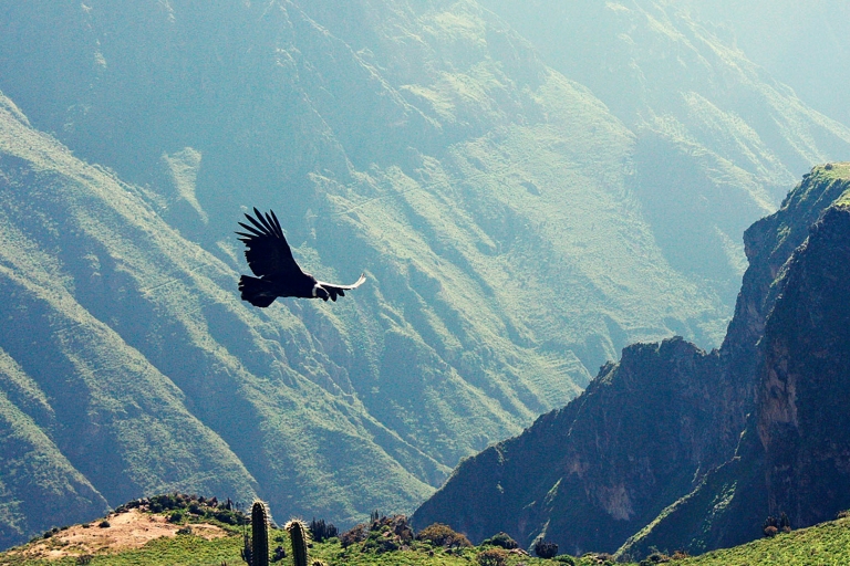 Tour de varios días por Arequipa y el Cañón del Colca