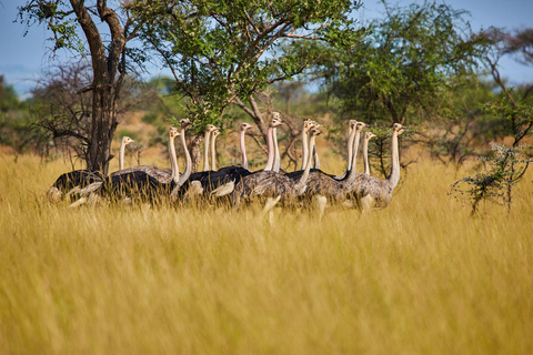 Kidepo Valley National Park 5-Day Safari Tour