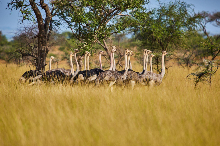 Kidepo Valley National Park 5-Day Safari Tour