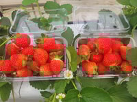 From Seoul, Pocheon Art Valley, Herb Island, & Fruit Picking - Housity