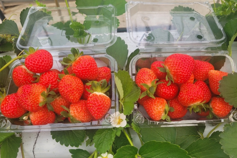 Depuis Séoul : Pocheon Art Valley, l'île aux herbes et la cueillette des fruitsVisite partagée de Strawberry, rendez-vous à Hongik Uni (Hongdae)
