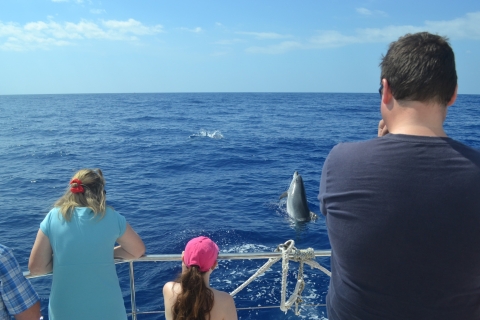 Tour de lujo de avistamiento de ballenas y delfines todo incluido