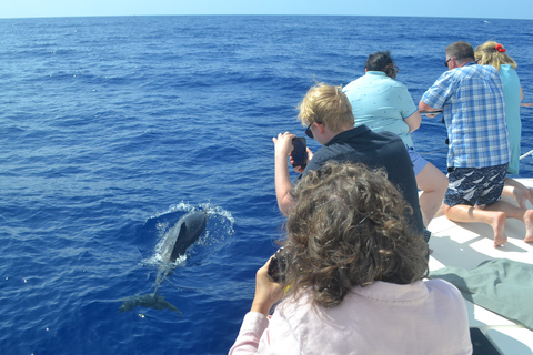 Tour de lujo de avistamiento de ballenas y delfines todo incluido