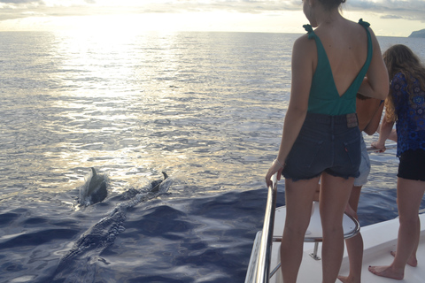 Tour de lujo de avistamiento de ballenas y delfines todo incluido