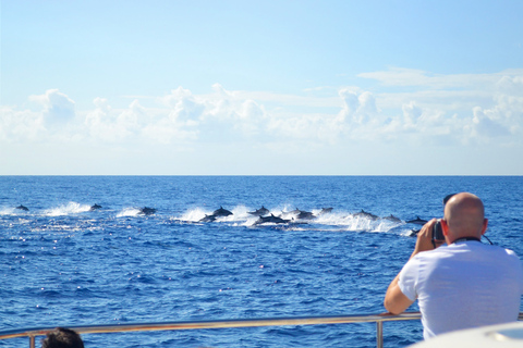 Tour de lujo de avistamiento de ballenas y delfines todo incluido