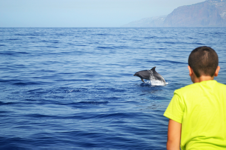 Tour de lujo de avistamiento de ballenas y delfines todo incluido