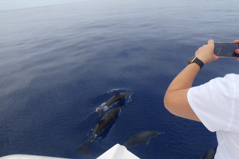 Tour de lujo de avistamiento de ballenas y delfines todo incluido