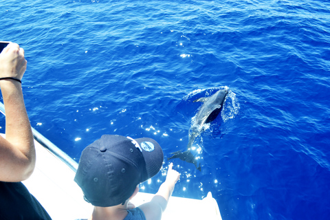 Tour de lujo de avistamiento de ballenas y delfines todo incluido