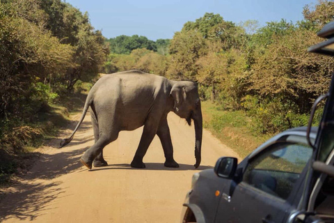 Ella: Private Yala Safari & South Coast Hotel Transfer Ella: Private Yala Safari & South Coast Hotel Transfer