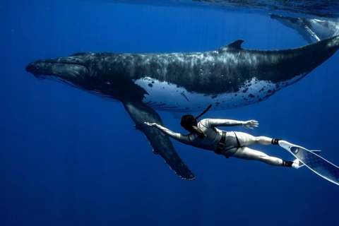 Mirissa: Dolphin Swim Blue Whale Snorkelling | All-Inclusive Mirissa: Scuba Diving & Turtle Snorkelling Experience