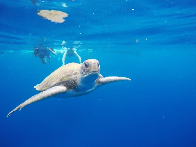 Visit Los Cristianos Kayak and Snorkel with Turtles in Arona, Tenerife, Spain