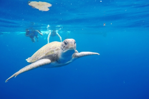 Teneriffa : Kajakfahren und Schnorcheln mit SchildkrötenKajakfahren und Schnorcheln mit Schildkröten