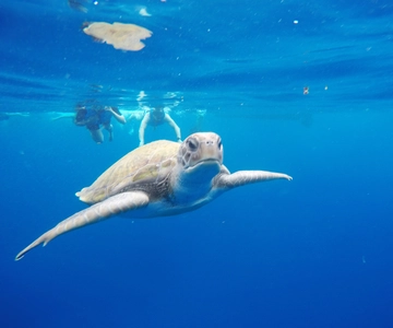 Los Cristianos: Kayak and Snorkel with Turtles and Photos