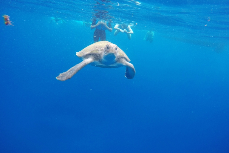 Teneriffa : Kajakfahren und Schnorcheln mit SchildkrötenKajakfahren und Schnorcheln mit Schildkröten