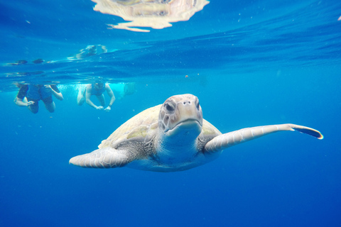 Tenerife: kajakken en snorkelen met schildpaddenKajakken en snorkelen met schildpadden