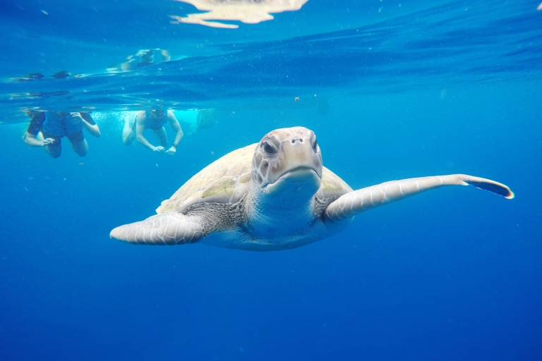 Teneryfa: spływy kajakowe i snorkeling z żółwiamiSpływy kajakowe i snorkeling z żółwiami