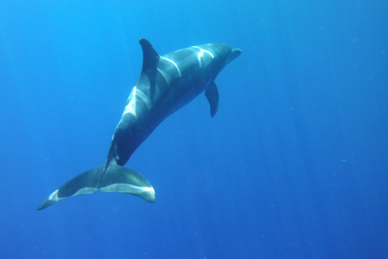 Los Cristianos: Caiaque e mergulho com snorkel com tartarugas e fotos