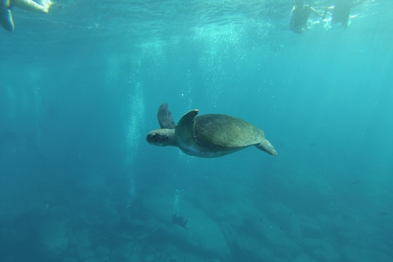 Teneryfa: spływy kajakowe i snorkeling z żółwiamiSpływy kajakowe i snorkeling z żółwiami
