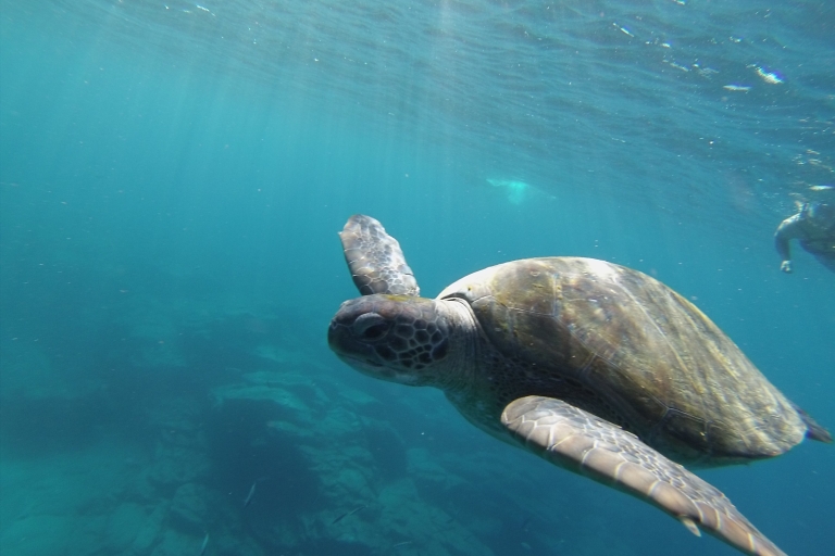 Tenerife : Kayak et plongée en apnée avec les tortuesKayak et plongée en apnée avec les tortues