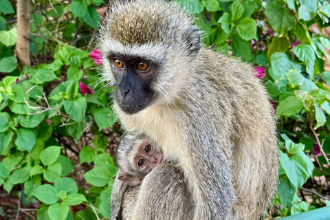 Diani: 5-Day Safari with Tsavo East National Park