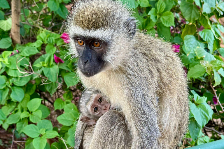 Diani: 5-Day Safari with Tsavo East National Park