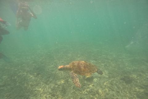Mirissa Snorkeling Trip with Sea Turtles & Coral Reef