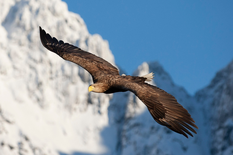 From Svolvaer: Sea Eagle Safari to Trollfjord