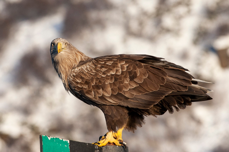 From Svolvaer: Sea Eagle Safari to Trollfjord